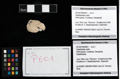 Foto (Objekt + Etikett) von Galatheoidea indet.  (NHMW-GEO-2014-0194-0601)